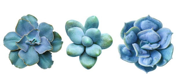 istock Bright blue succulent flower rosette isolated on white background 1480927911