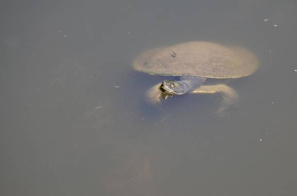 istock Eastern long necked turtle in water 1480929104