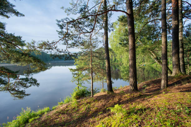 istock Sunrise on the lake 1480929105