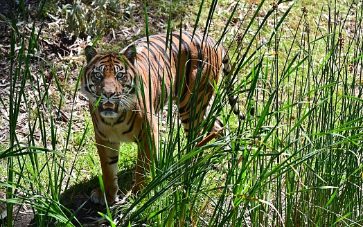 A captive Amur Tiger (Siberian Tiger). Siberian tigers are the largest cats in the world. Panther Tigris Altaica. A game farm in Montana, with animals in natural settings. Edited.