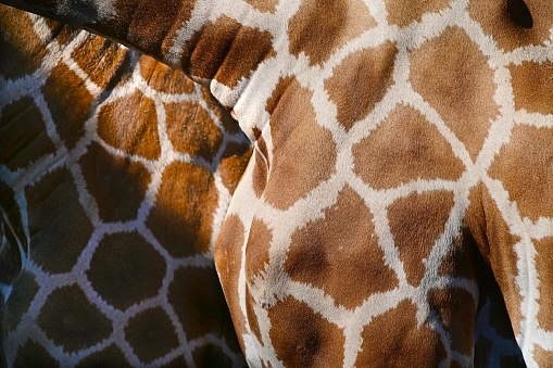 A close up image of the skin of an giraffe.