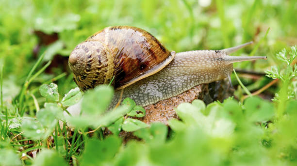 Snail among green wet grass stock photo