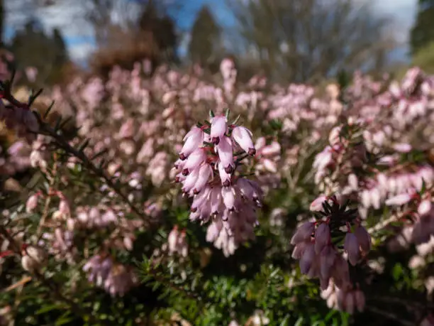 Macro of the Heather (Erica carnea) 'Pink Spangles' with mid-green foliage and racemes of light rose-pink flowers in the park in early spring