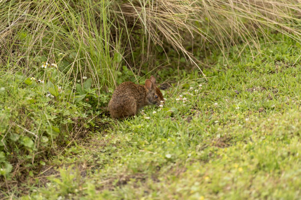 istock Eastern cottontail munching on fresh spring plant growth in bloom 1480932044