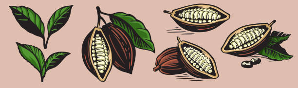 set of vector illustration of cocoa. set of vector illustration of cocoa, cocoa bean, cocoa leaf and cocoa fruit threshing stock illustrations