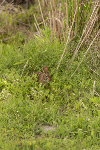 istock Eastern cottontail munching on fresh spring plant growth while nestled in vegetation 1480932722