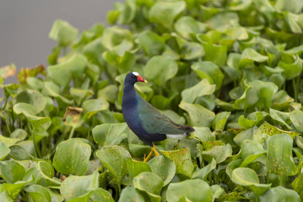 istock Single Purple Gallinule looking back over its shoulder while walking in a monoculture of floating invasive water hyacinth 1480932767