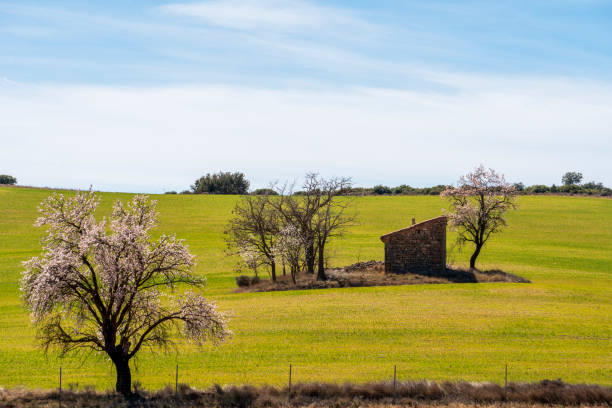 istock Almond trees in blossom fields in Teruel Aragon Spain 1480934194