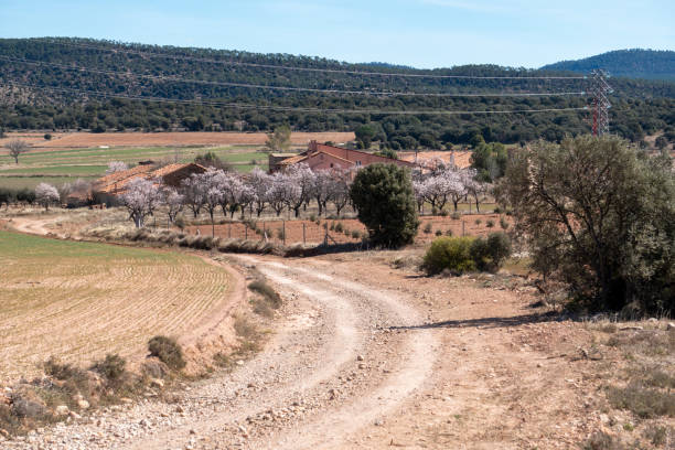 istock Almond trees in blossom fields in Teruel Aragon Spain 1480934212