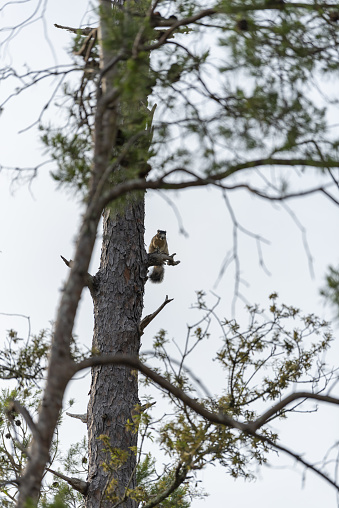 Photo taken at Etoniah Creek state forest. Nikon D750 with AF-S NIKKOR 70-200mm f/2.8G ED VR II lens