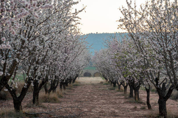 istock Almond trees in blossom fields in Teruel Aragon Spain 1480935045