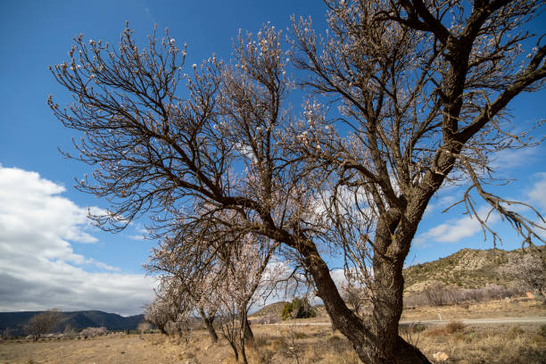 Almond trees in blossom fields in Teruel Aragon Spain