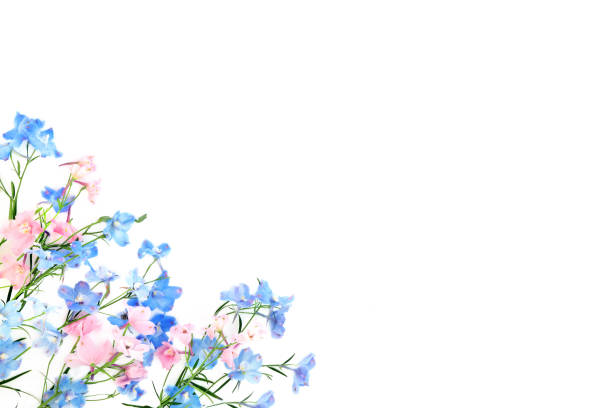 Pink, blue delphinium wildflower background border. Summer flower minimal composition. Used in herbal medicine as a tranquilizer, for poor appetite and intestinal worms. On white.
