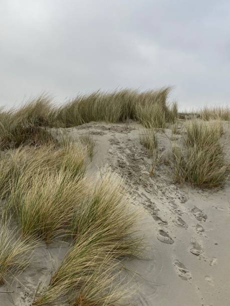 istock The dunes by the sea in Domburg 1480936559