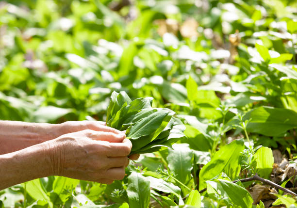istock Collect wild garlic in the forest 1480936661