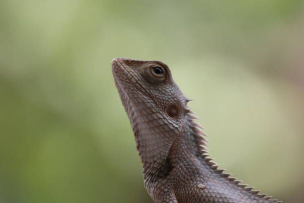 istock A lizard on the wall waiting for the food 1480941331