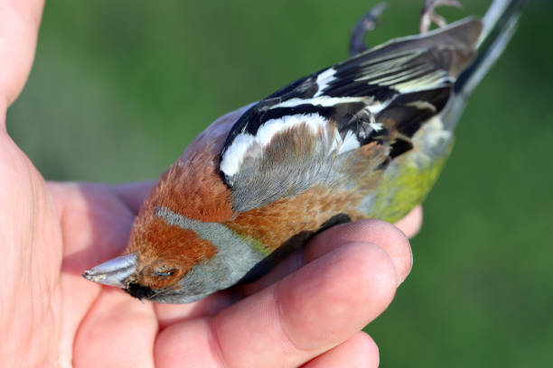 il fringuello comune o semplicemente il fringuello (fringilla coelebs). un uccello morto che giace sulla sua mano. - dead body foto e immagini stock