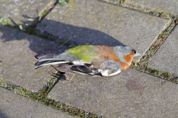 il fringuello comune o semplicemente il fringuello (fringilla coelebs). un uccello morto che giace sul marciapiede. - dead body foto e immagini stock