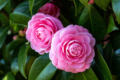 Camellia prefers anti-shade and blooms bright and beautiful flowers.