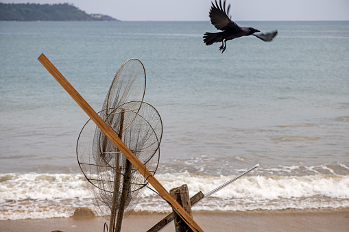 Hooded crow flying away from a fishing vessel on the beach outside Galle which is the most southern city on Sri Lanka. The hooded crow is a quite common bird on Sri Lanka.