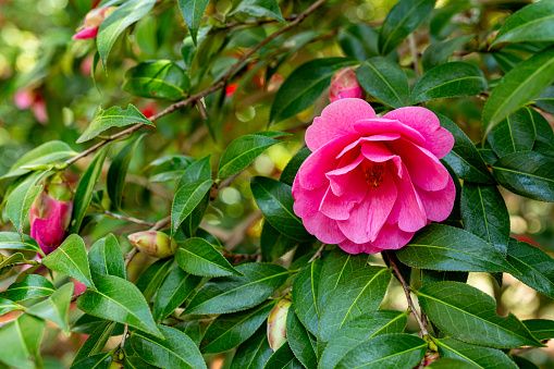 Camellia prefers anti-shade and blooms bright and beautiful flowers.