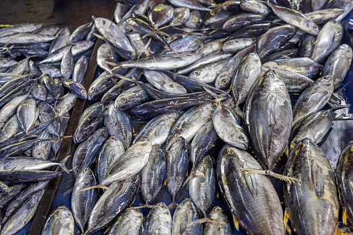 Pile of tuna fish at a fishmongers outdoor shop on the beach outside Galle in Sri Lanka