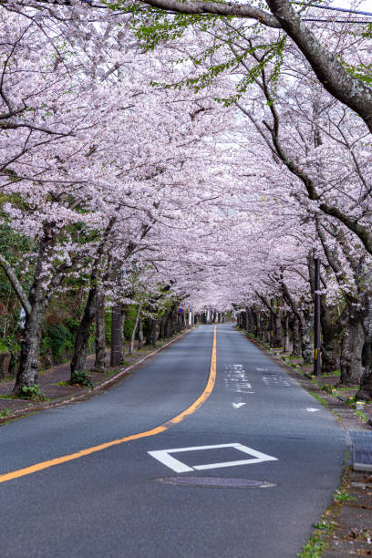 istock Scenery of rows of cherry trees in Izu Kogen. 1480945337