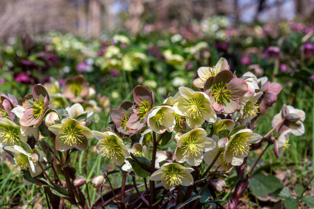 cream colored hellebore flowers blooming in an early spring garden. - 3629 imagens e fotografias de stock