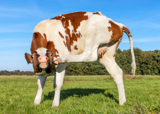 Agile young cow with small udder, flexibly itch with raised hind leg, in a meadow under a blue sky