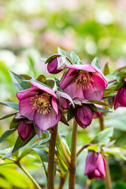 Purple hellebore flowers blooming in early spring garden. Hellebore flowers are very beautiful with abundant colors and petal shapes. hellebore stock pictures, royalty-free photos & images