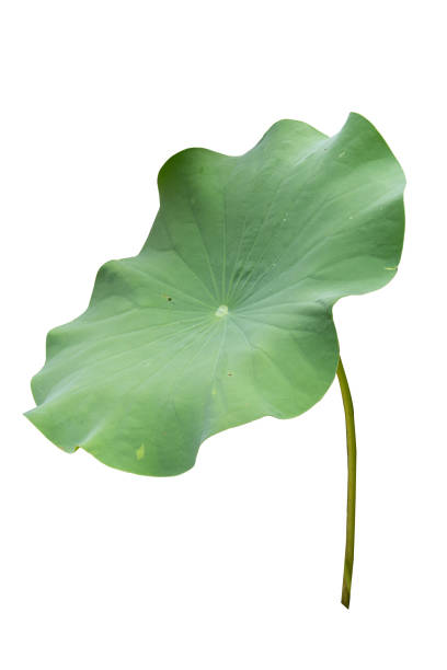 istock Fresh of green lotus leaf isolated on white background with clipping paths. 1480945679