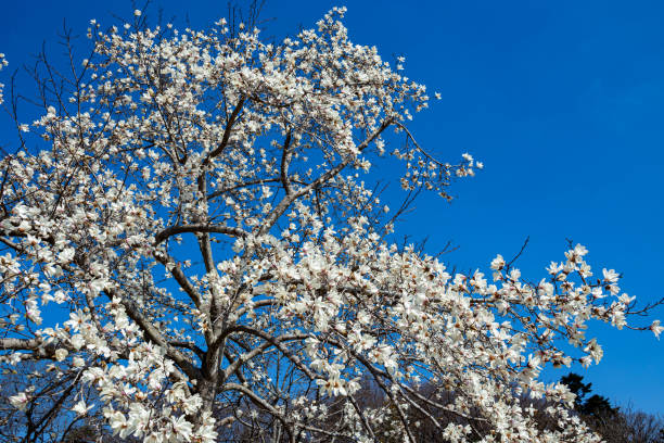 hermosas flores de magnolia que brillan en el cielo azul. - plant white magnolia tulip tree fotografías e imágenes de stock