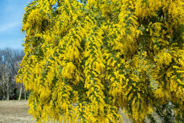 fleurs de mimosa jaunes qui signalent l’arrivée du printemps. - 2274 photos et images de collection