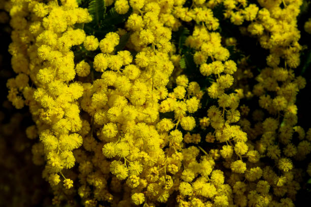 istock Yellow mimosa flower on black background. 1480946846