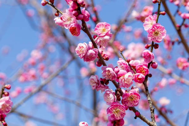 primo piano di fiori di pruno rosa che sbocciano nella foresta all'inizio della primavera. - vibrant color horizontal japan branch foto e immagini stock