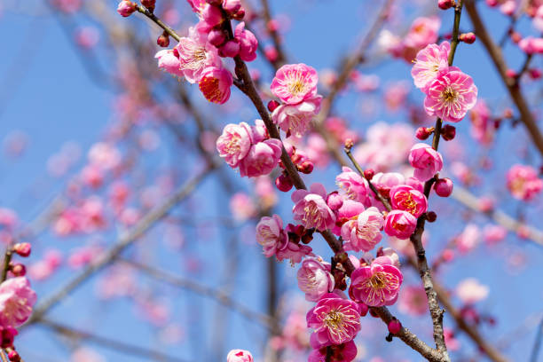Close-up of pink plum blossoms blooming in the forest in early spring. Plum blossoms bloom in early spring when it is still cold and bear fruit in summer. plum blossom stock pictures, royalty-free photos & images