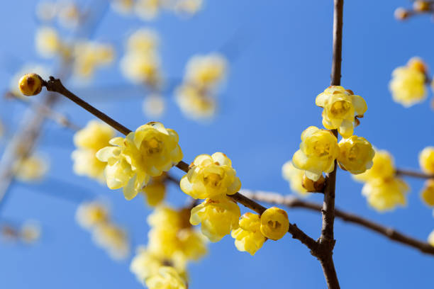 istock Wintersweet flowers blooming in early spring. 1480948075