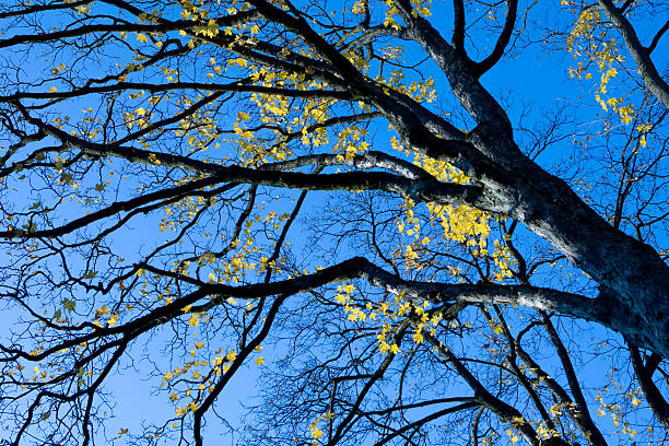 istock autumn leaves with the blue sky 148094920