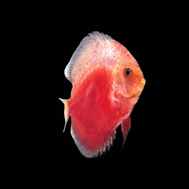 discus red and white color discus red and white color strain pompadour fish stock pictures, royalty-free photos & images