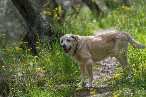 An elderly 13 years old Labrador Retriever walking the wooded area