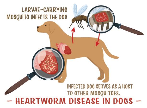 Heartworm disease in dogs. Editable vector illustration. Heartworm disease in dogs. Serious and potentially fatal illness. Veterinarian infographics. Useful information in cartoon style. Editable vector illustration. Medical poster heart worm stock illustrations