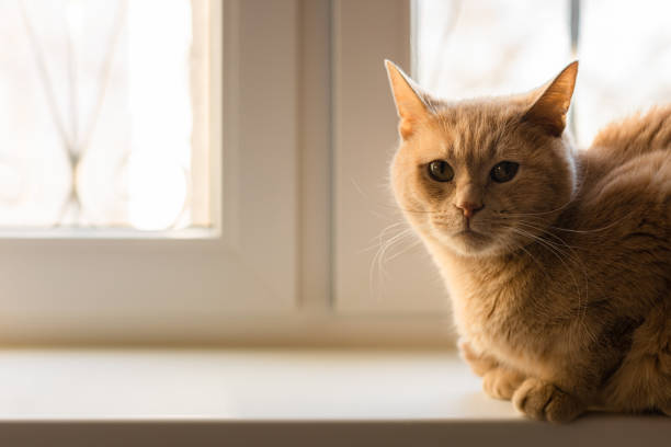 istock domestic cat sleeps lying on the windowsill. 1480953510
