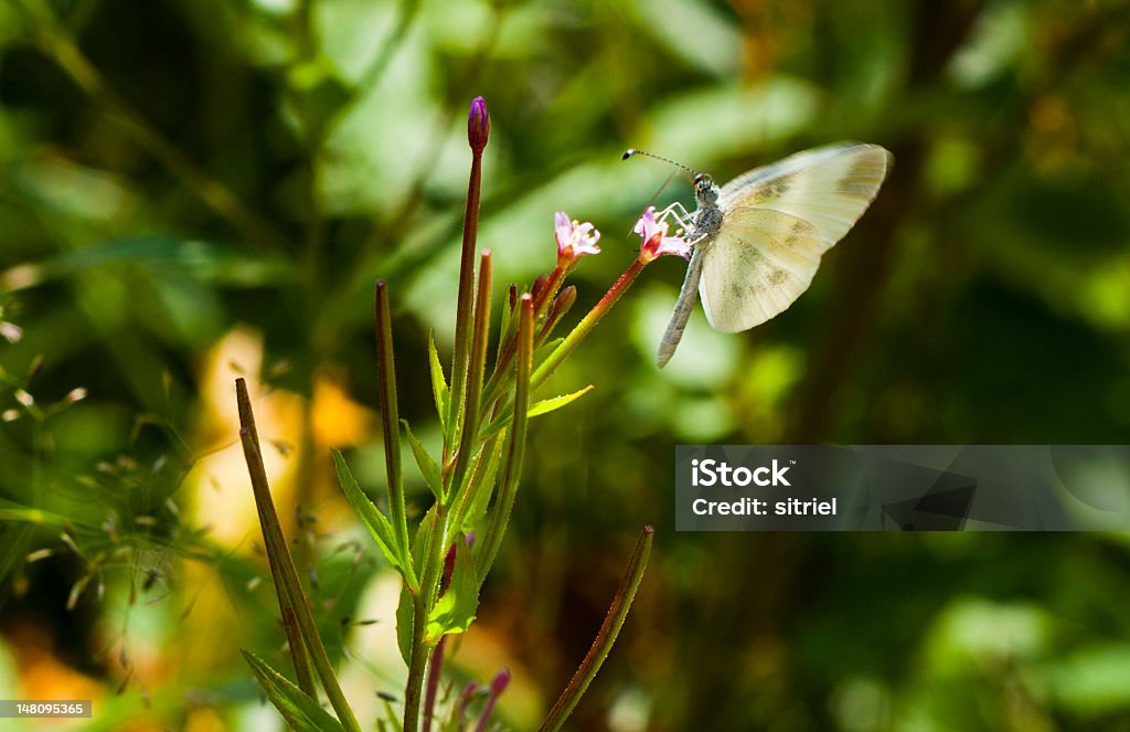 Macrophotography z butterfly - Zbiór zdjęć royalty-free (Bez ludzi)