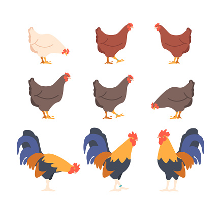 Set of Poultry Birds Chicken And Rooster. Natural Farm Image Captures The Essence Of Rural Life For Promoting Farm Products, Rural Tourism, Or Animal Husbandry. Cartoon Vector Illustration