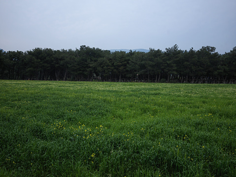 Farm field flooding in the low areas