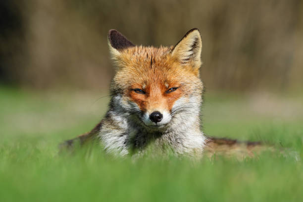 istock Beauty in nature .. 1480955073