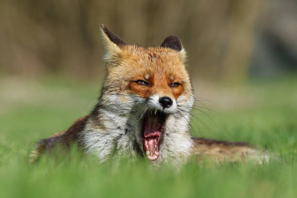 istock The Roar of the Fox 1480955091