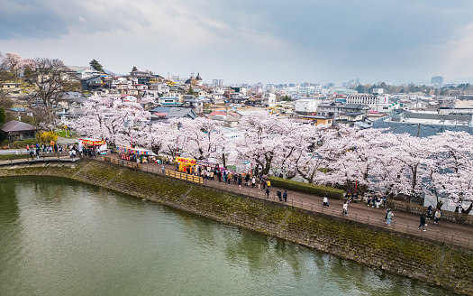 April 8 2023, Morioka City, Iwate. With Cherry Blossom flowers in bloom around Lake Takamatsu, people flock to the area on the weekend to enjoy the beautiful views and eat the food from various food and snack stall vendors.