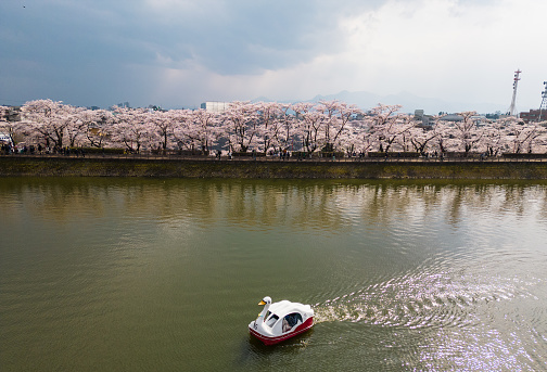 April 8 2023, Morioka City, Iwate. With Cherry Blossom flowers in bloom around Lake Takamatsu, people flock to the area on the weekend to enjoy the beautiful views and eat the food from various food and snack stall vendors.
