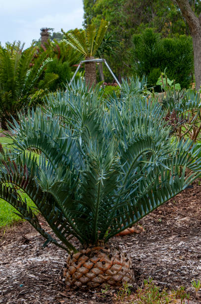 encephalartos trispinosus или речной саговник бушманов в саду - bushmans стоковые фото и изображения